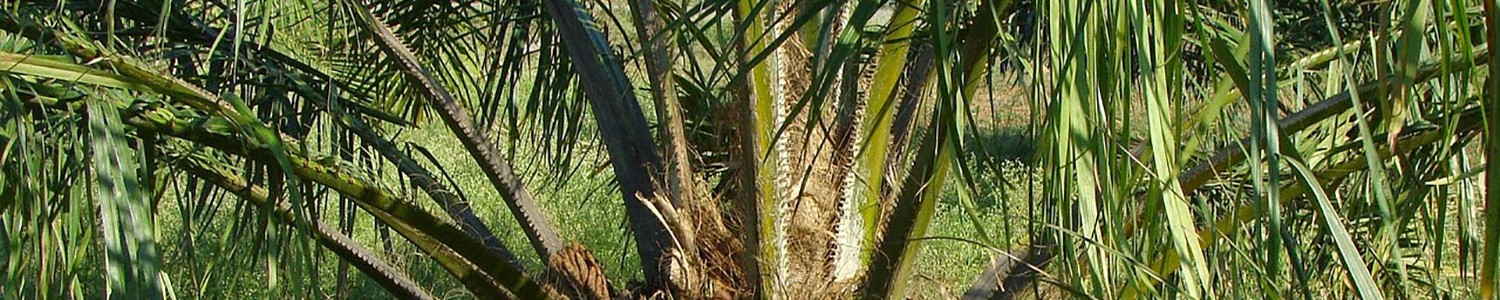 Certificazione olio di palma RSPO - Roundtable for Sustainable Palm Oil